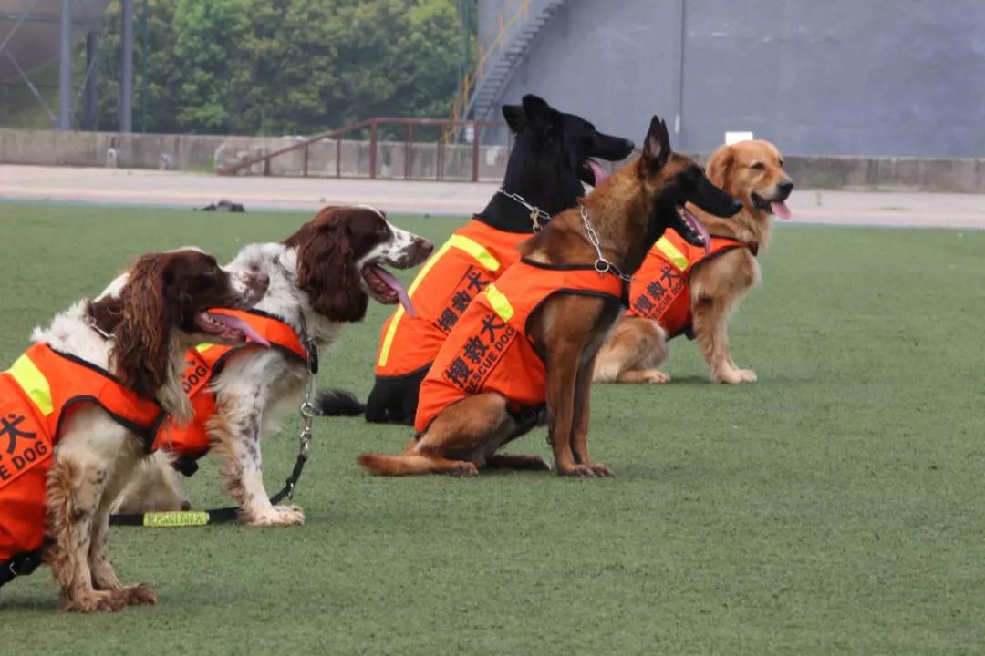 在编搜救犬一共有35只,搜救犬品种主要有马里努阿犬,史宾格犬,金毛