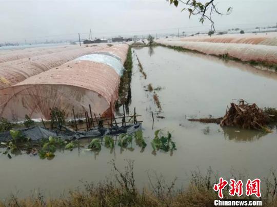 图为红河州蒙自市草坝镇蔬菜大棚受灾。　云南省减灾委员会办公室提供 摄