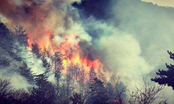 山西榆社森林火灾明火全部扑灭 灾后调查评估工作组成立