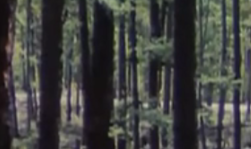 世界森林日：我们的生命共同体——电影中的森林