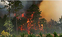 高森林火险天气警报（2022年第132期）