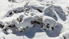 全国积雪覆盖（2019年3月24日—3月26日）